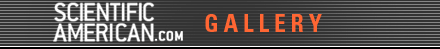 Scientific American Gallery