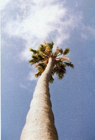 Palm tree